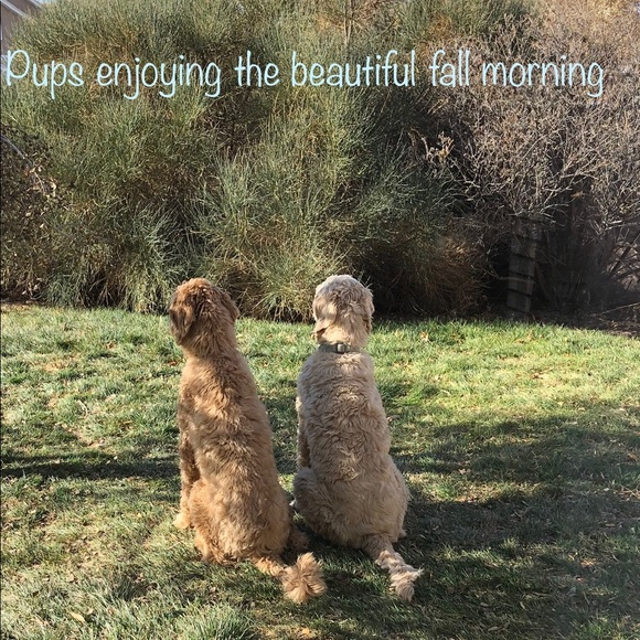 Meet your Posher, Maile - Picture 5 of 6